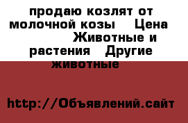 продаю козлят от молочной козы  › Цена ­ 2 500 -  Животные и растения » Другие животные   